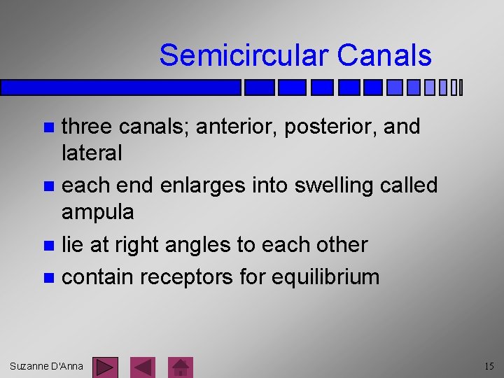 Semicircular Canals three canals; anterior, posterior, and lateral n each end enlarges into swelling