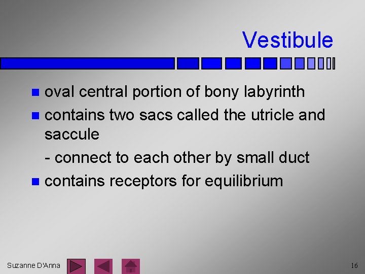 Vestibule oval central portion of bony labyrinth n contains two sacs called the utricle