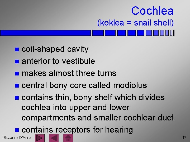 Cochlea (koklea = snail shell) coil-shaped cavity n anterior to vestibule n makes almost