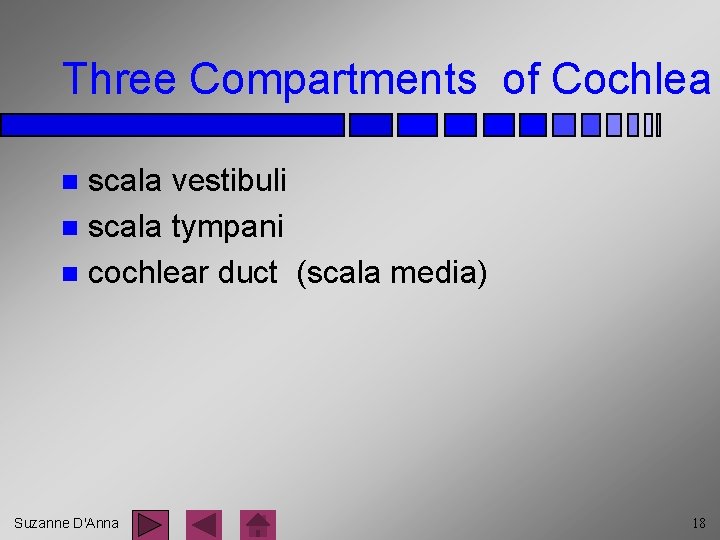 Three Compartments of Cochlea scala vestibuli n scala tympani n cochlear duct (scala media)