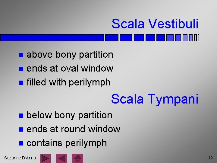 Scala Vestibuli above bony partition n ends at oval window n filled with perilymph