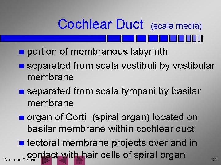 Cochlear Duct (scala media) portion of membranous labyrinth n separated from scala vestibuli by