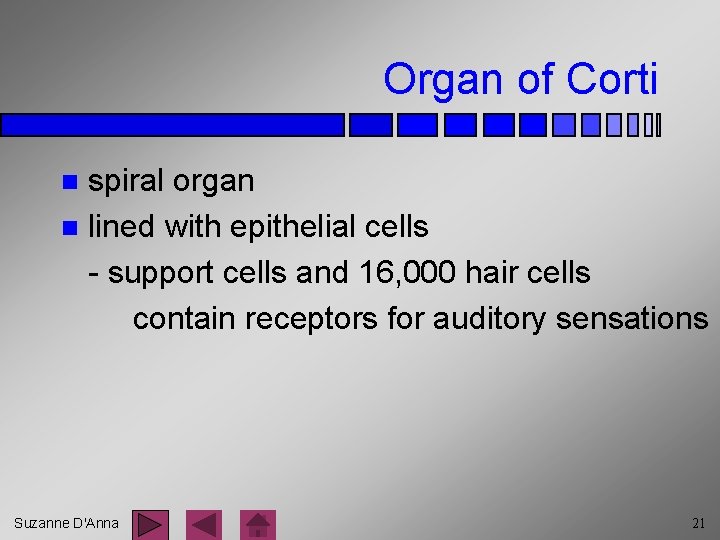 Organ of Corti spiral organ n lined with epithelial cells - support cells and