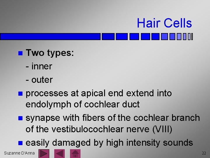 Hair Cells Two types: - inner - outer n processes at apical end extend