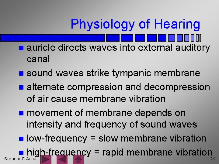 Physiology of Hearing auricle directs waves into external auditory canal n sound waves strike