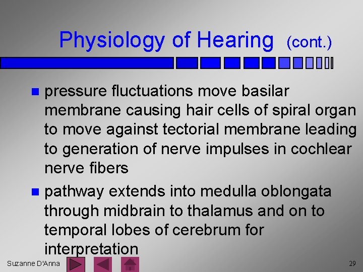 Physiology of Hearing (cont. ) pressure fluctuations move basilar membrane causing hair cells of