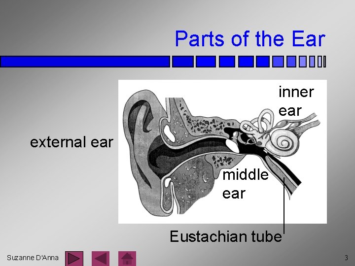 Parts of the Ear inner ear external ear middle ear Eustachian tube Suzanne D'Anna