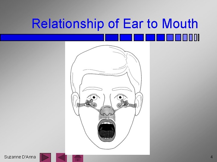 Relationship of Ear to Mouth Suzanne D'Anna 4 