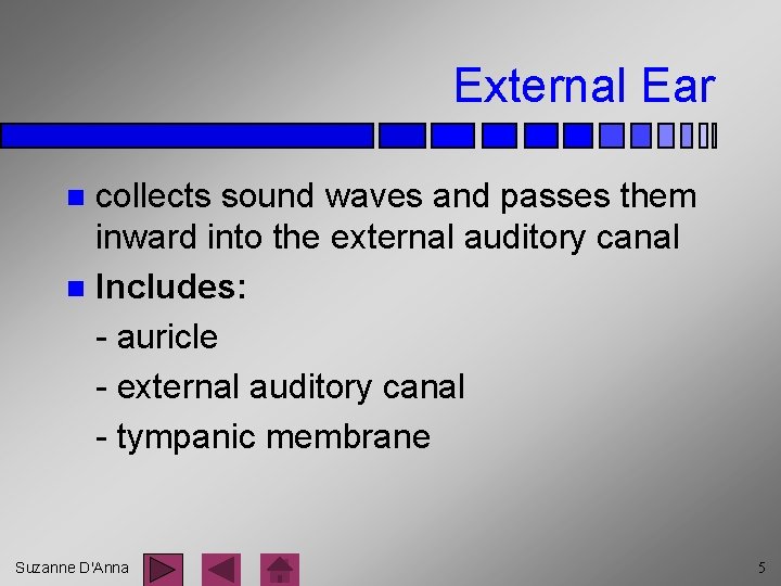 External Ear collects sound waves and passes them inward into the external auditory canal