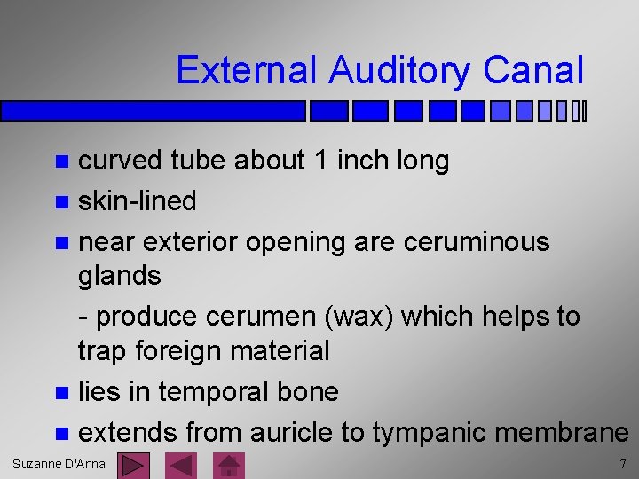 External Auditory Canal curved tube about 1 inch long n skin-lined n near exterior