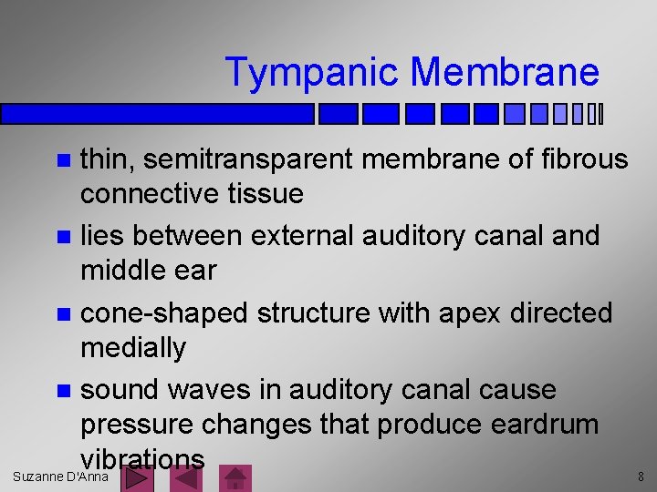 Tympanic Membrane thin, semitransparent membrane of fibrous connective tissue n lies between external auditory