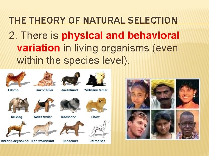 THE THEORY OF NATURAL SELECTION 2. There is physical and behavioral variation in living