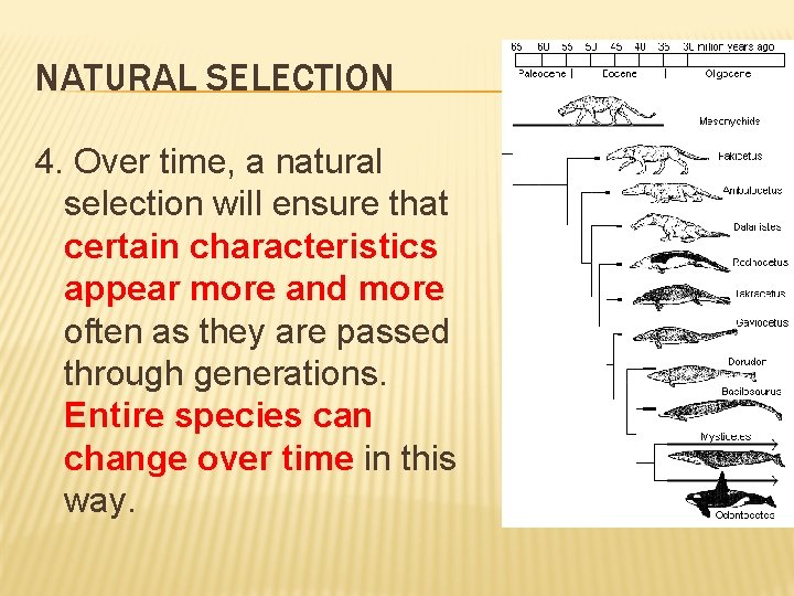 NATURAL SELECTION 4. Over time, a natural selection will ensure that certain characteristics appear