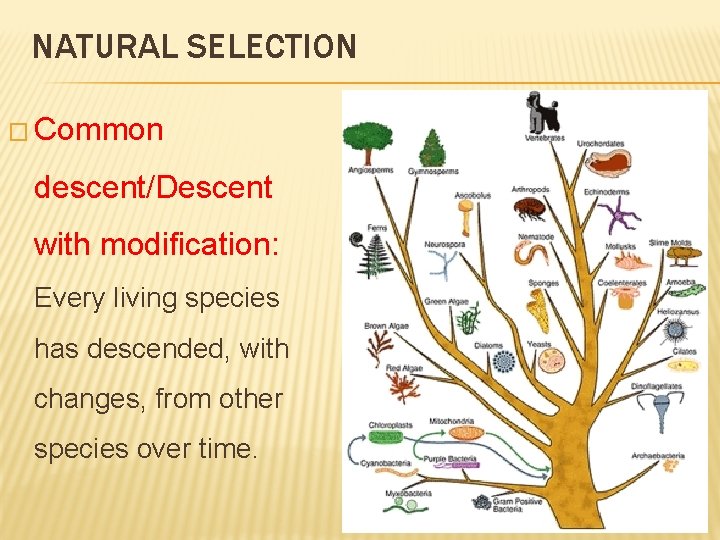 NATURAL SELECTION � Common descent/Descent with modification: Every living species has descended, with changes,