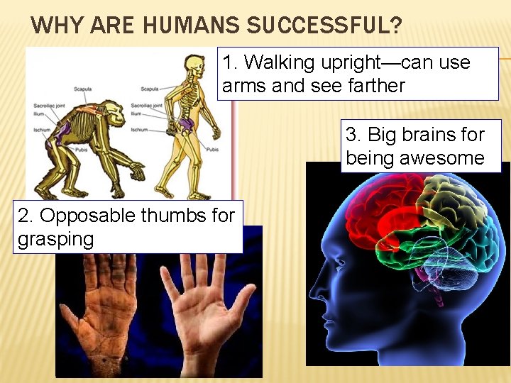 WHY ARE HUMANS SUCCESSFUL? 1. Walking upright—can use arms and see farther 3. Big
