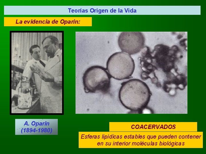 Teorías Origen de la Vida La evidencia de Oparin: A. Oparin (1894 -1980) COACERVADOS