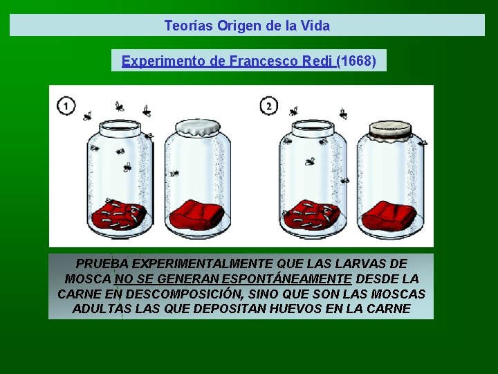 Teorías Origen de la Vida Experimento de Francesco Redi (1668) PRUEBA EXPERIMENTALMENTE QUE LAS