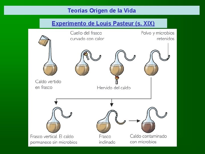 Teorías Origen de la Vida Experimento de Louis Pasteur (s. XIX) 