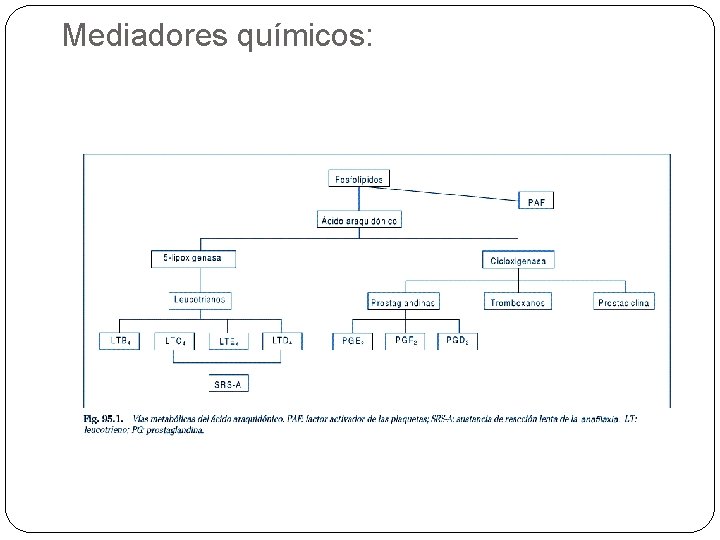 Mediadores químicos: 