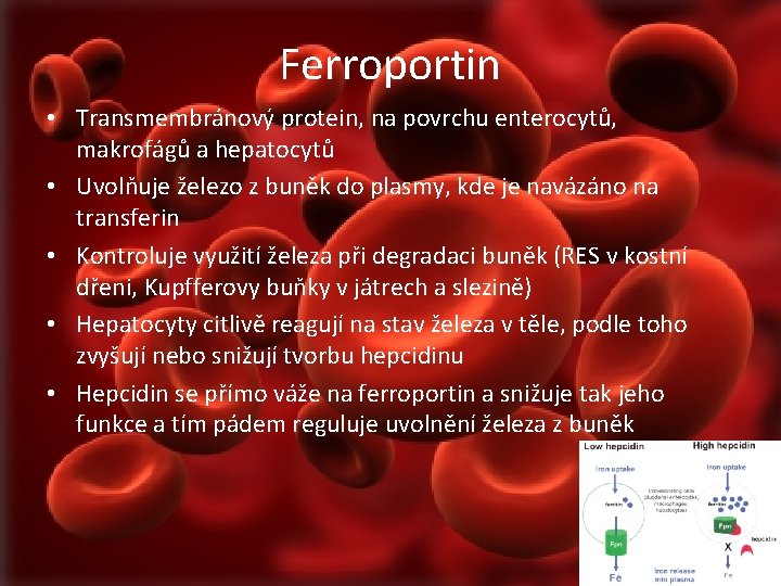 Ferroportin • Transmembránový protein, na povrchu enterocytů, makrofágů a hepatocytů • Uvolňuje železo z