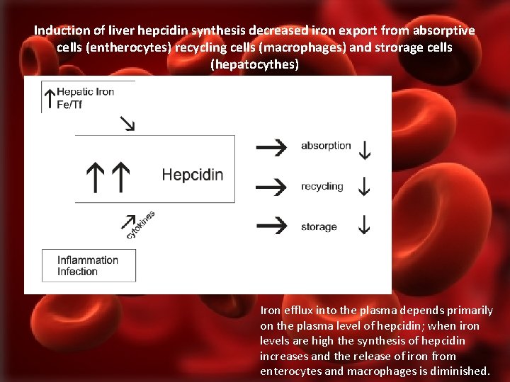 Induction of liver hepcidin synthesis decreased iron export from absorptive cells (entherocytes) recycling cells