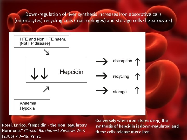 Down-regulation of liver synthesis increases iron absorptive cells (enterocytes) recycling cells (macrophages) and storage