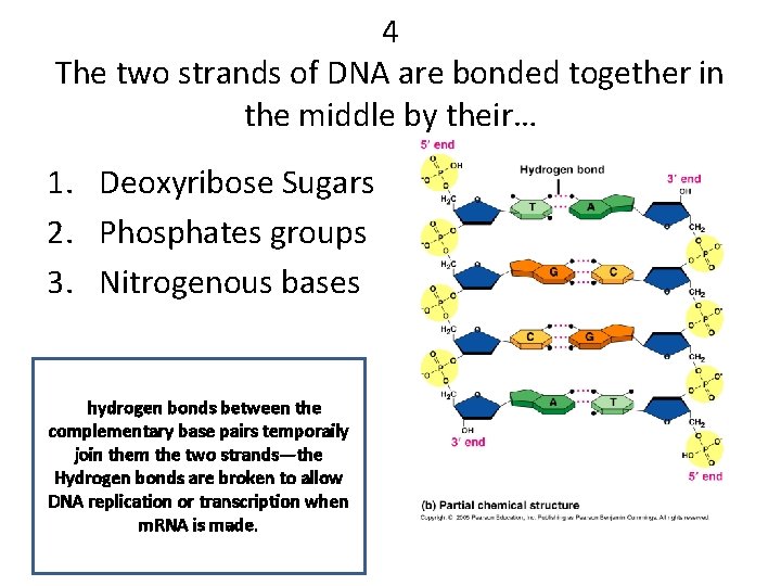 4 The two strands of DNA are bonded together in the middle by their…