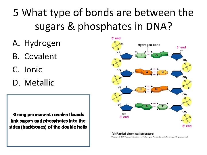 Formative assessmentDNA structure and replication 1132014 N Browns