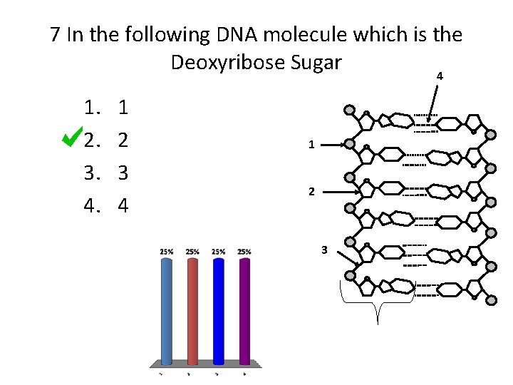 7 In the following DNA molecule which is the Deoxyribose Sugar 4 1. 2.