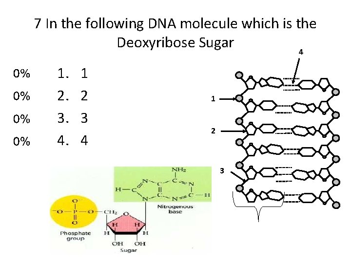 7 In the following DNA molecule which is the Deoxyribose Sugar 4 1. 2.
