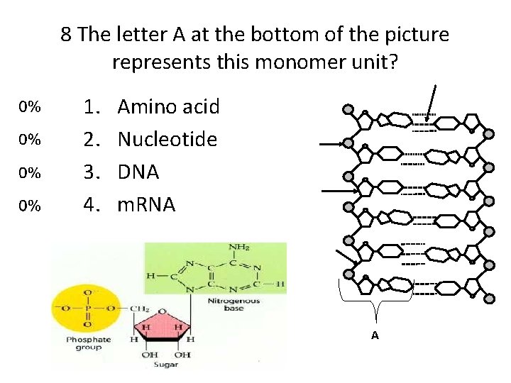 8 The letter A at the bottom of the picture represents this monomer unit?