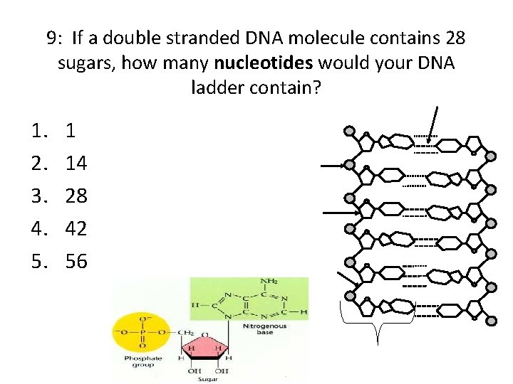 9: If a double stranded DNA molecule contains 28 sugars, how many nucleotides would