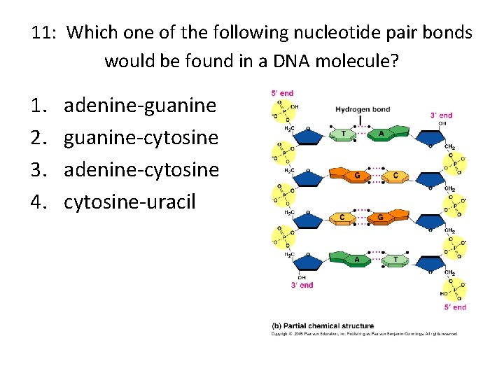 11: Which one of the following nucleotide pair bonds would be found in a