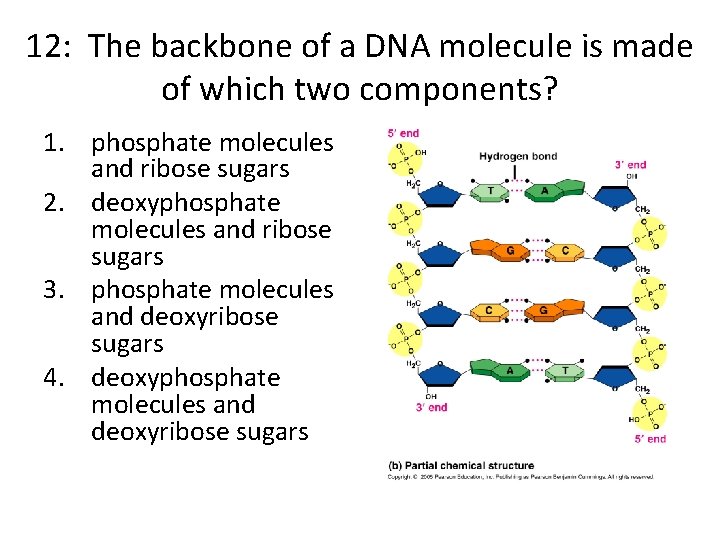 12: The backbone of a DNA molecule is made of which two components? 1.