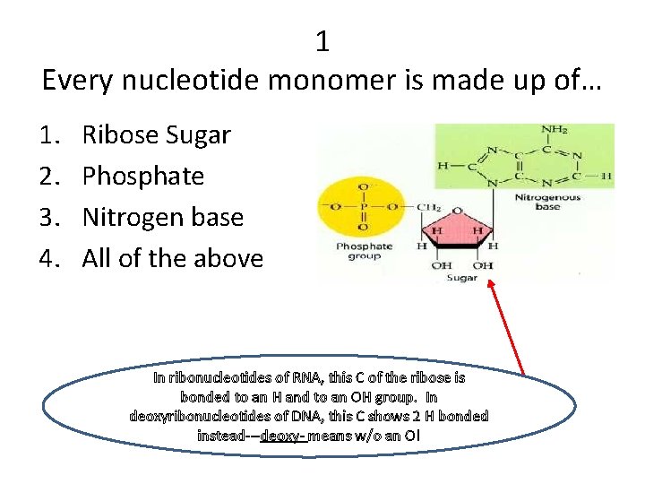 1 Every nucleotide monomer is made up of… 1. 2. 3. 4. Ribose Sugar