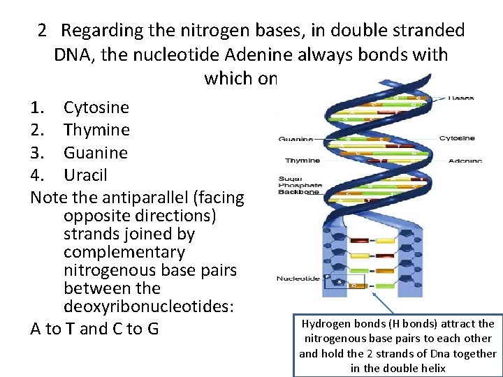 2 Regarding the nitrogen bases, in double stranded DNA, the nucleotide Adenine always bonds