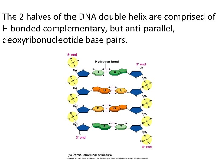 The 2 halves of the DNA double helix are comprised of H bonded complementary,