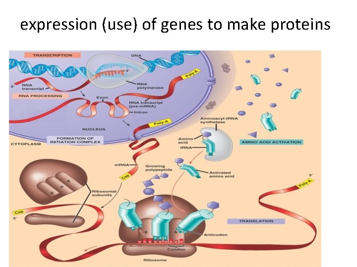 expression (use) of genes to make proteins 