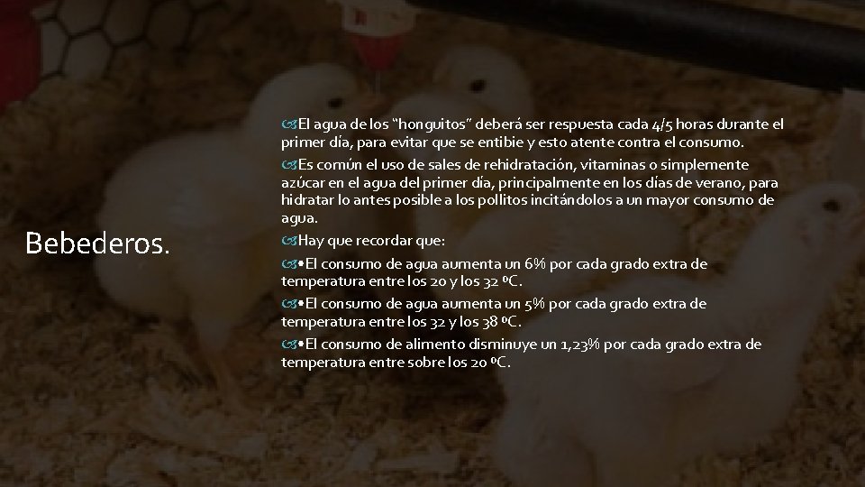 Bebederos. El agua de los “honguitos” deberá ser respuesta cada 4/5 horas durante el