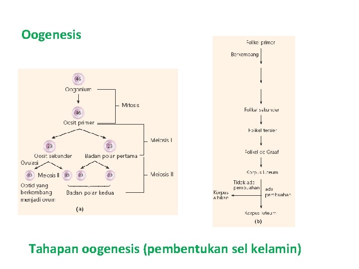Oogenesis Tahapan oogenesis (pembentukan sel kelamin) 