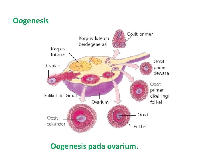 Oogenesis pada ovarium. 