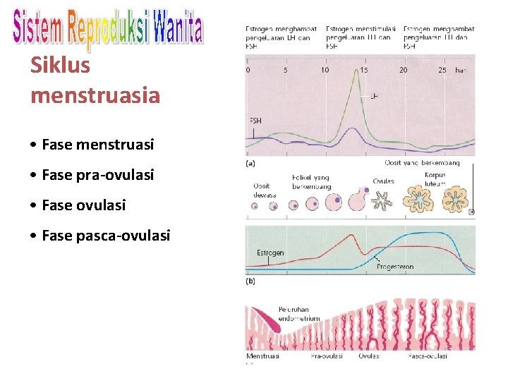 Siklus menstruasia • Fase menstruasi • Fase pra-ovulasi • Fase pasca-ovulasi 