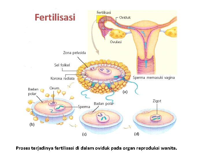 Fertilisasi Proses terjadinya fertilisasi di dalam oviduk pada organ reproduksi wanita. 