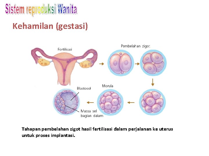 Kehamilan (gestasi) Tahapan pembelahan zigot hasil fertilisasi dalam perjalanan ke uterus untuk proses implantasi.