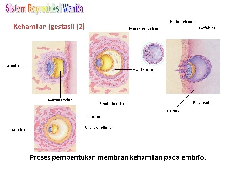 Endometrium Kehamilan (gestasi) (2) Trofoblas Massa sel dalam Amnion Awal korion Kantung telur Blastosol