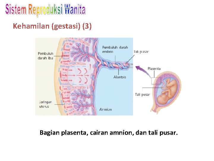Kehamilan (gestasi) (3) Bagian plasenta, cairan amnion, dan tali pusar. 