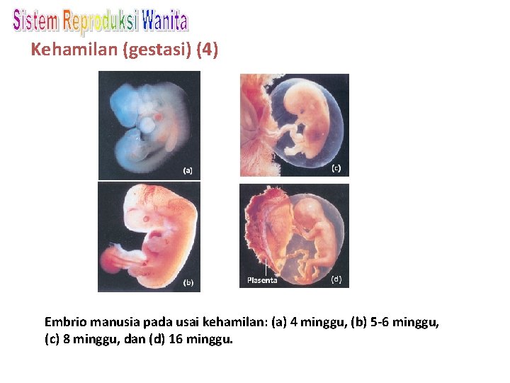 Kehamilan (gestasi) (4) Embrio manusia pada usai kehamilan: (a) 4 minggu, (b) 5 -6