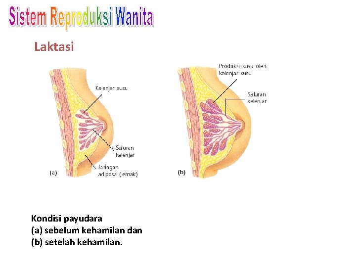 Laktasi Kondisi payudara (a) sebelum kehamilan dan (b) setelah kehamilan. 