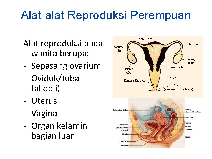 Alat-alat Reproduksi Perempuan Alat reproduksi pada wanita berupa: - Sepasang ovarium - Oviduk/tuba fallopii)