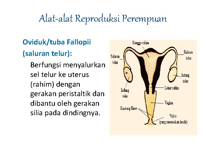 Alat-alat Reproduksi Perempuan Oviduk/tuba Fallopii (saluran telur): Berfungsi menyalurkan sel telur ke uterus (rahim)